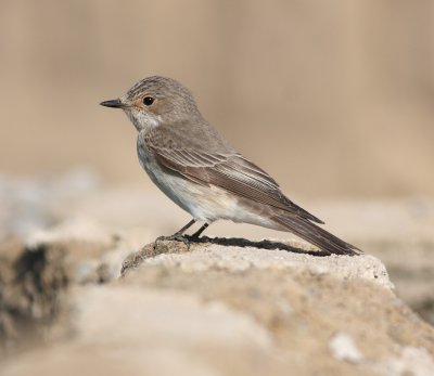 Spotted Flycatcher (Musciapa striata)