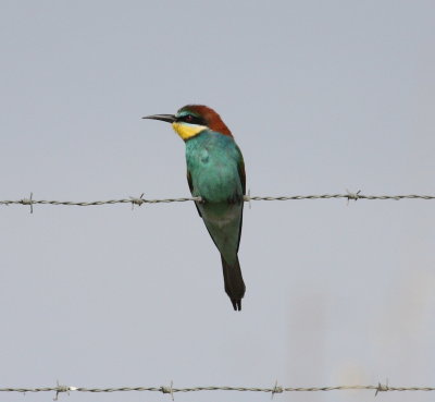 Bee-eater(Merops apiaster)