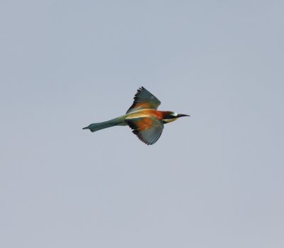 Bee-eater (Merops apiaster)