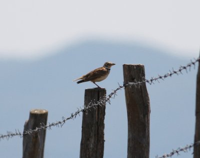 Calandra Lark( Melanocorypha calandra)