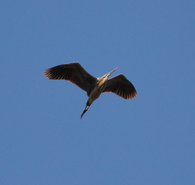 Purple Heron (Ardea purpera)