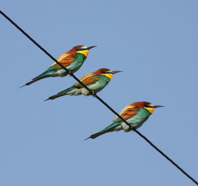 Bee-eater (Merops apiaster)