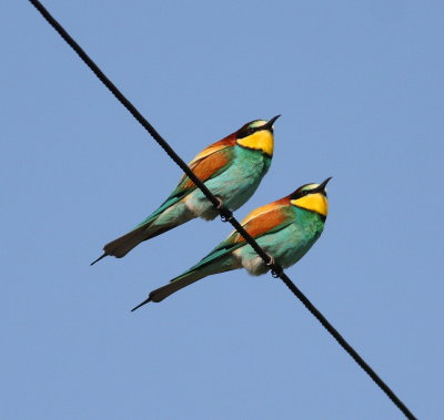 Bee-eater (Merops apiaster)