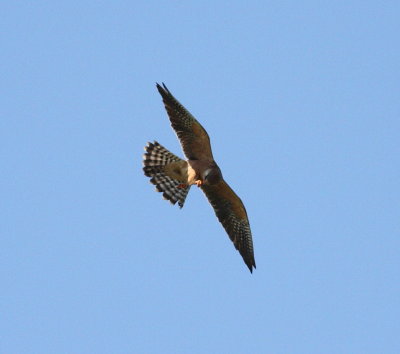 Red-footed Falcon (Falco vespertinus)