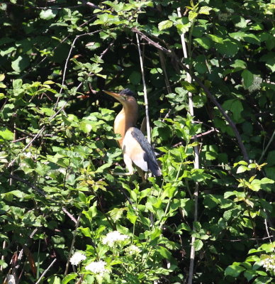 Little Bittern (Ixobrychus minutus)