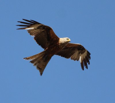 Red Kite  (Milvus milvus)