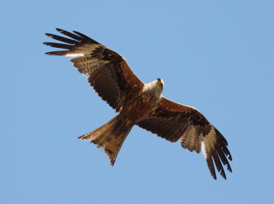 Red Kite  (Milvus milvus)