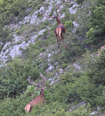 Red Deer