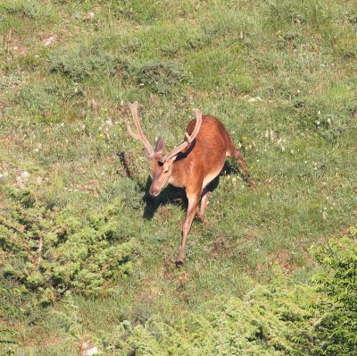 Red Deer.jpg