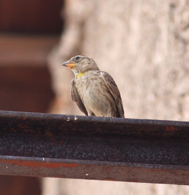 Rock Sparrow (Petronia petronia)