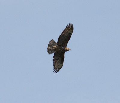 Honey Buzzard (Pernis apivorus)