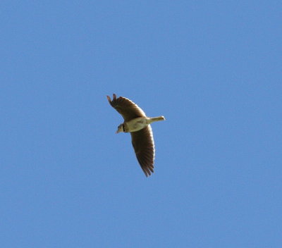 Calandra Lark (Melanocorypha calandra)