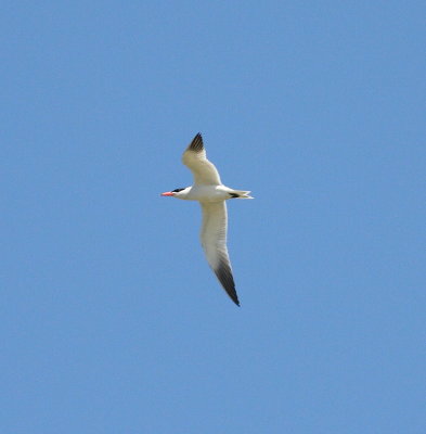 Caspian Tern  (Hydroprogne caspia)