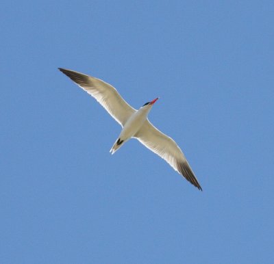 caspian_tern_italy
