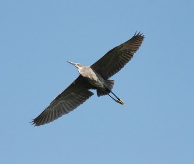 Western Reef Heron  (Egretta gularis gularis)