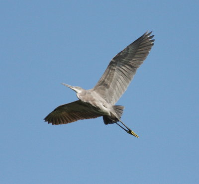 Western Reef Heron  (Egretta gularis gularis)