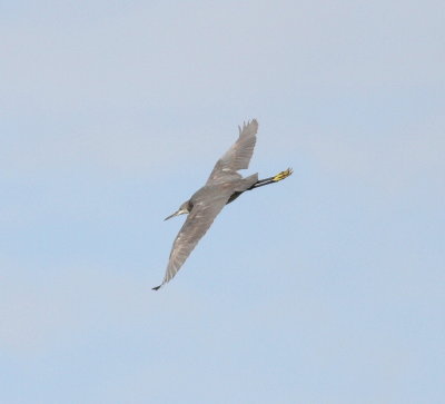 Western Reef Heron  (Egretta gularis gularis)