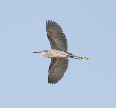 Western Reef Heron  (Egretta gularis gularis)