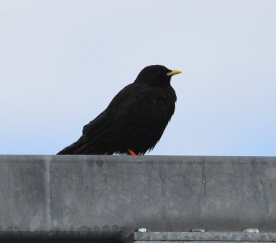 Alpine Chough  (Pyrrhocorax graculus)