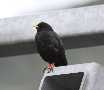 Alpine Chough  (Pyrrhocorax graculus)