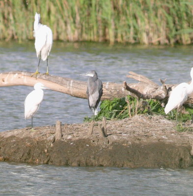 Western Reef Heron  (Egretta gularis gularis)