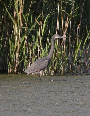 Western Reef Heron  (Egretta gularis gularis)