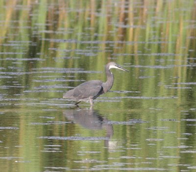 Western Reef Heron  (Egretta gularis gularis)