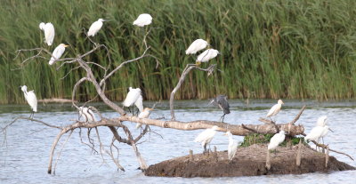 Egrets