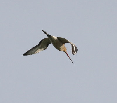 Black-tailed Godwit (Limosa limosa)