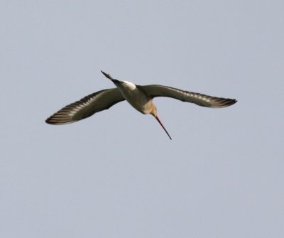 blacktailed_godwit