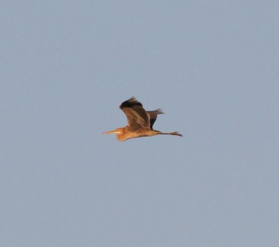 Purple Heron (Ardea purpurea)