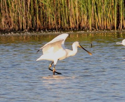 Spoonbill (Platalea leucorodia)