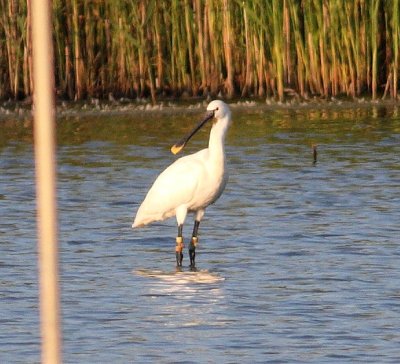 Spoonbill (Platalea leucorodia)