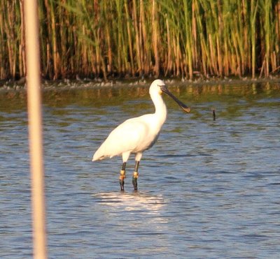 Spoonbill (Platalea leucorodia)