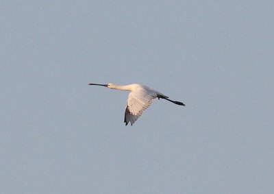 Spoonbill  (Platalea leucorodia)