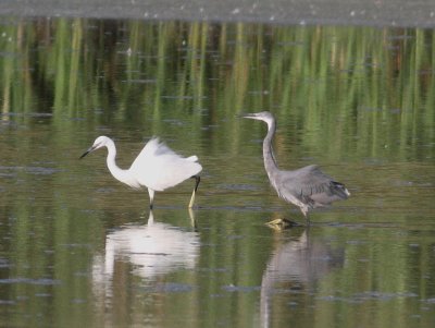 Western Reef Heron  (Egretta gularis gularis)