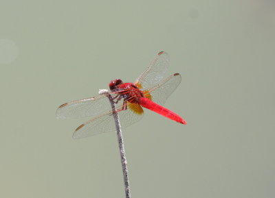 Broad Scarlet (Crocothemis erythraea)