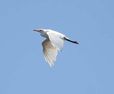 Cattle Egret (Bubulcus ibis)