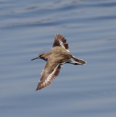 Common Sandpiper (Actitis hypoleucos).jpg