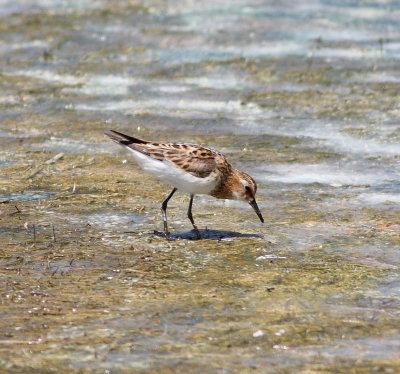 Little Stint (Calidris minuta).jpg