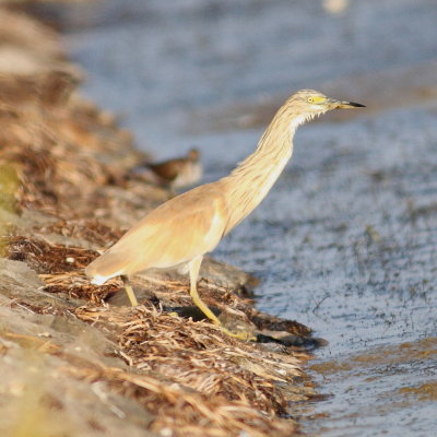 Squacco Heron (Ardeola ralloides)