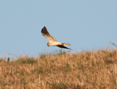 Montagu's Harrier  (Circus pygarus)