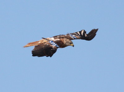 Red Kite (Milvus milvus)
