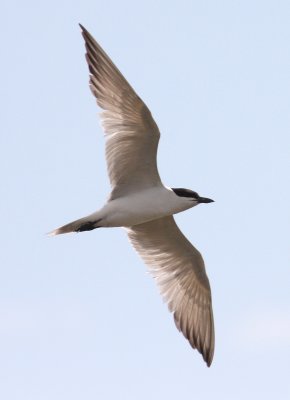Gull-billed Tern (Gelochelidon nilotica)