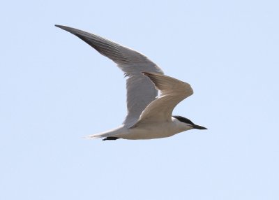 Gull-billed Tern (Gelochelidon nilotica)