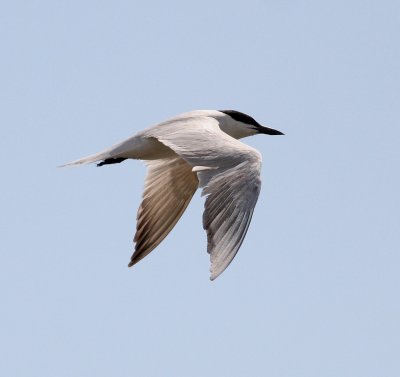 Gull-billed Tern (Gelochelidon nilotica)