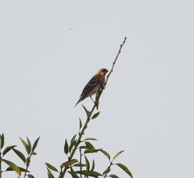 Common Rosefinch (Carpodacus erythrinus)