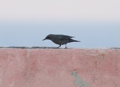 Blue Rock Thrush (Monticola solitarius)