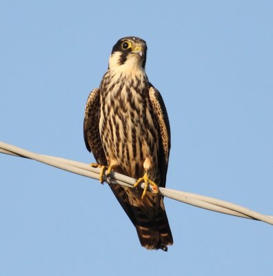 Hobby (Falco subbuteo)
