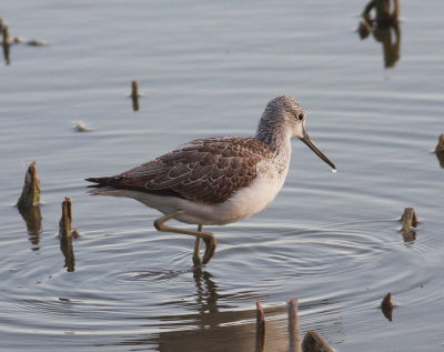 greenshank